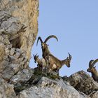 Die Steinbock - Familie im Zentrum...