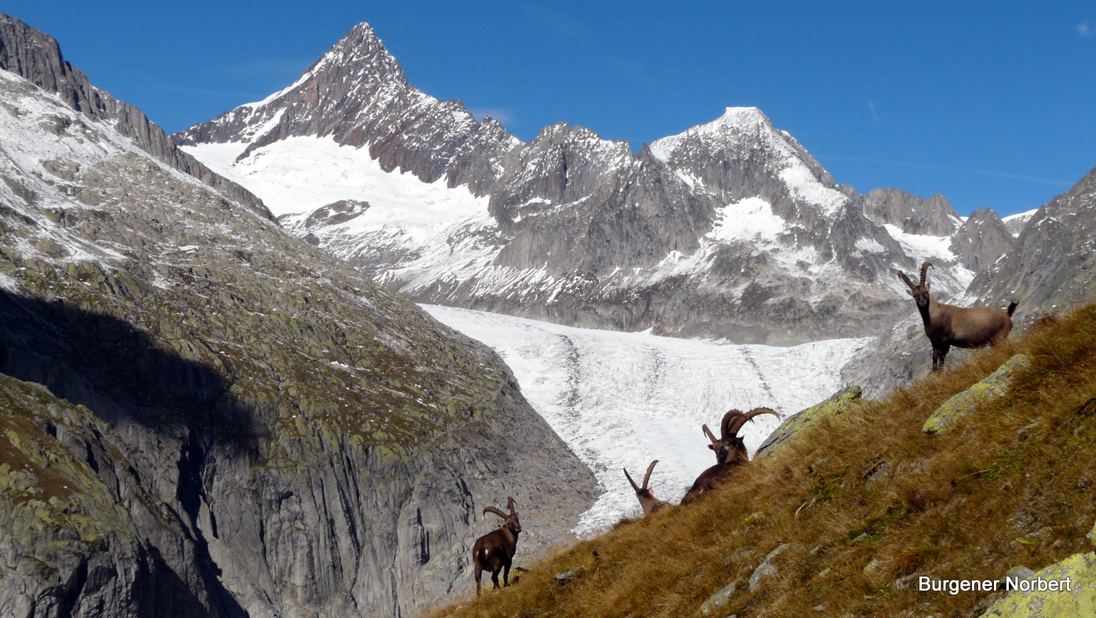 Die Steinbockherde am Fieschergletscher.