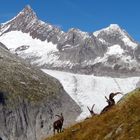 Die Steinbockherde am Fieschergletscher.