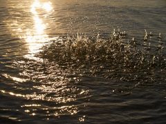 Die Steine im Wasser