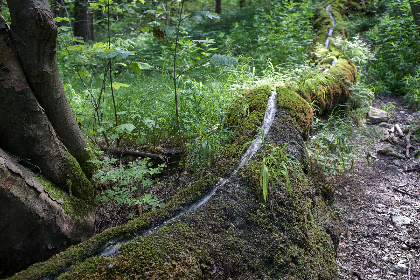 Die Steinerne Rinne von Wolfsbrunn