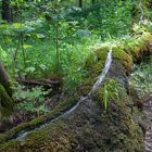 Die Steinerne Rinne von Wolfsbrunn