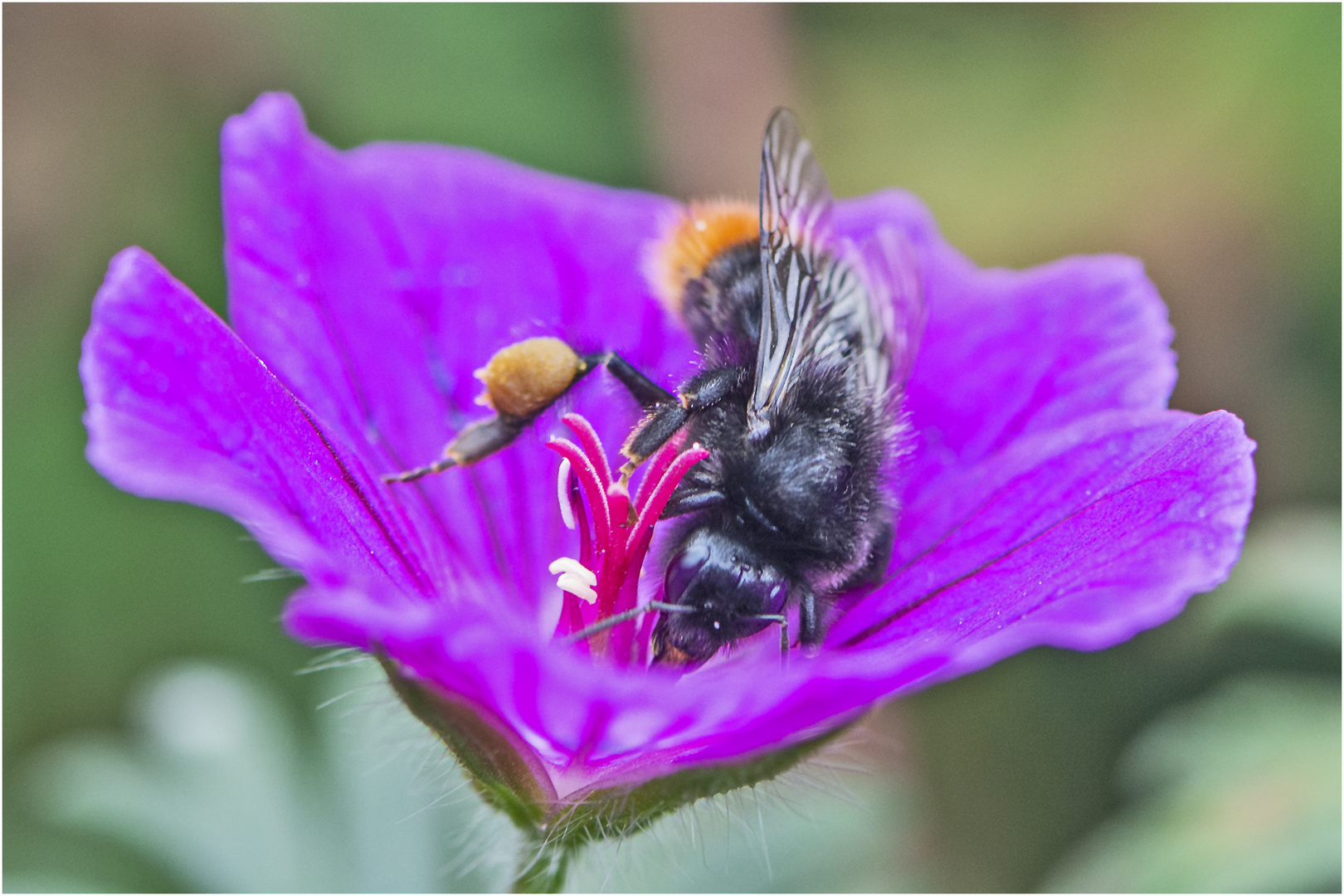 Die Steinhummel (Bombus lapidarius) konnte ich . . .