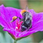 Die Steinhummel (Bombus lapidarius) konnte ich . . .