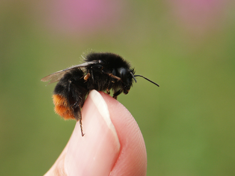 die STEINHUMMEL......ist die Hummel 2005