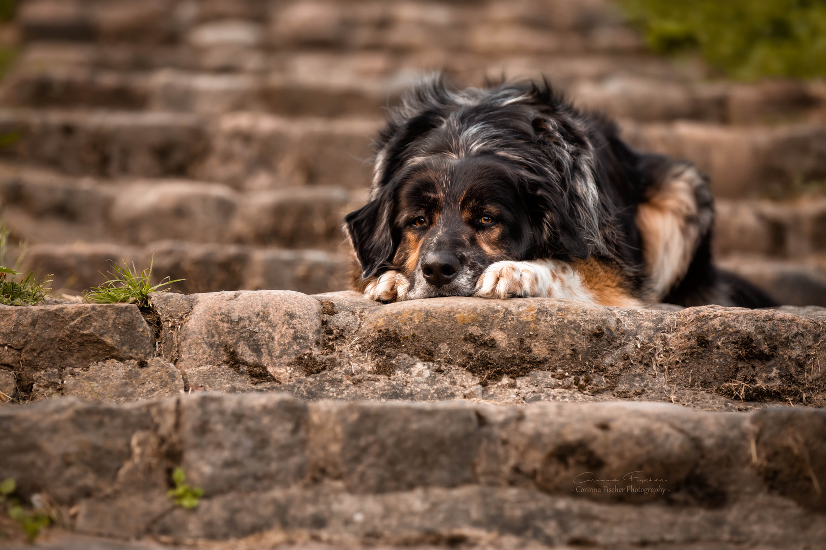 * ...die Steintreppe *