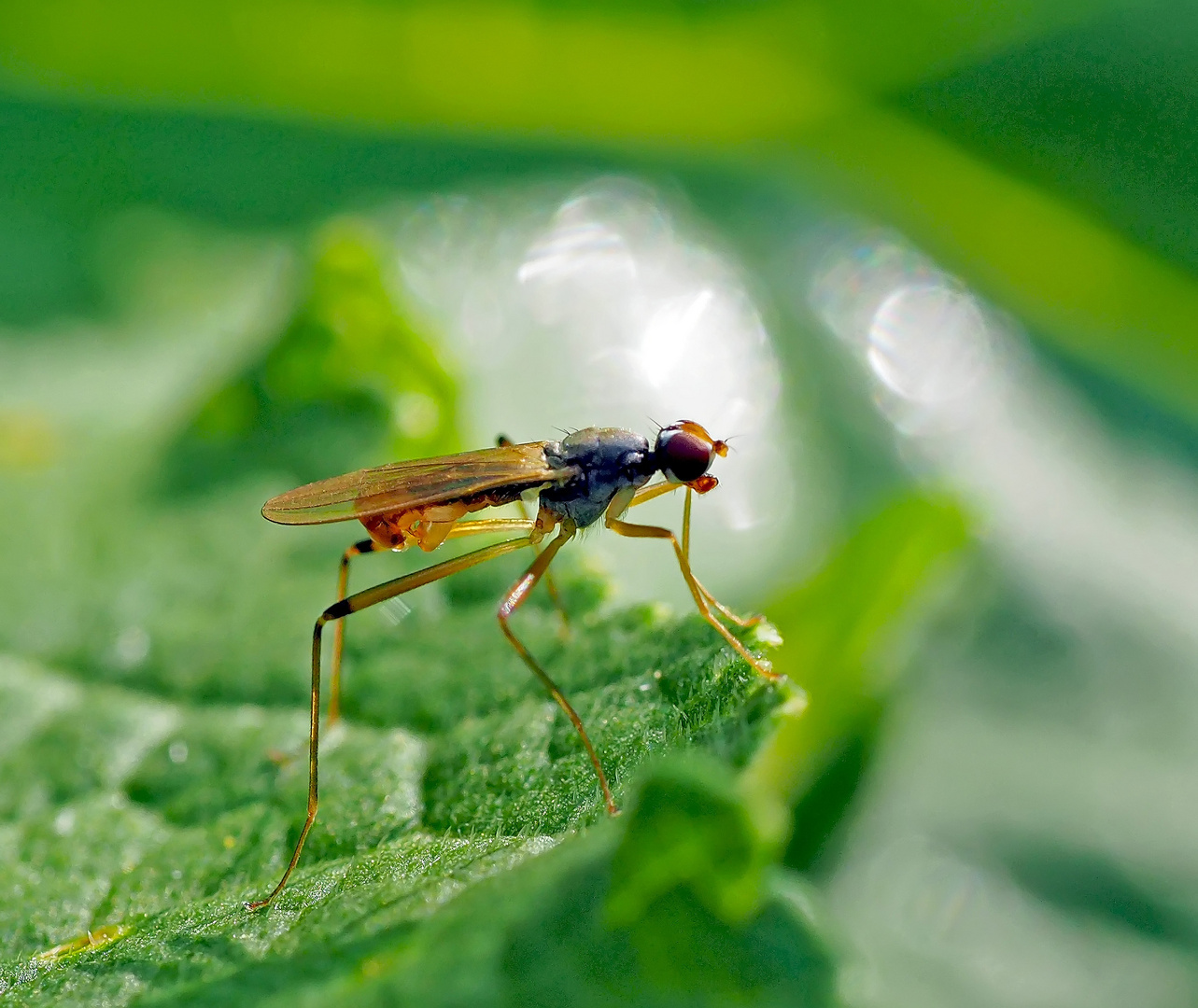 Die Stelzenfliege geniesst die herrliche Aussicht! * - Neria cibaria: Ce n'est qu'une mouche..!