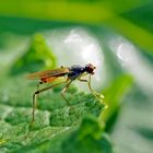 Die Stelzenfliege geniesst die herrliche Aussicht! * - Neria cibaria: Ce n'est qu'une mouche..!