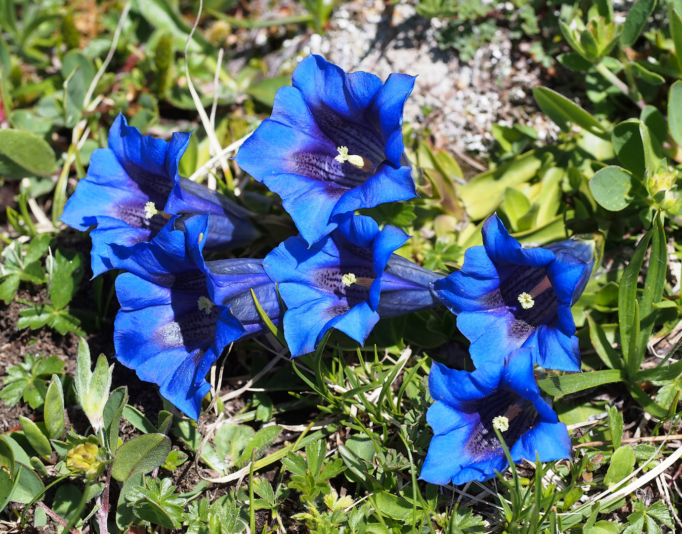 Die stengellose Enzian (Gentiana clusii) ist in den Bergen daheim ...