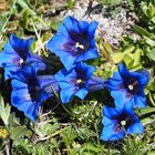 Die stengellose Enzian (Gentiana clusii) ist in den Bergen daheim ...