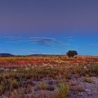 Die Steppe