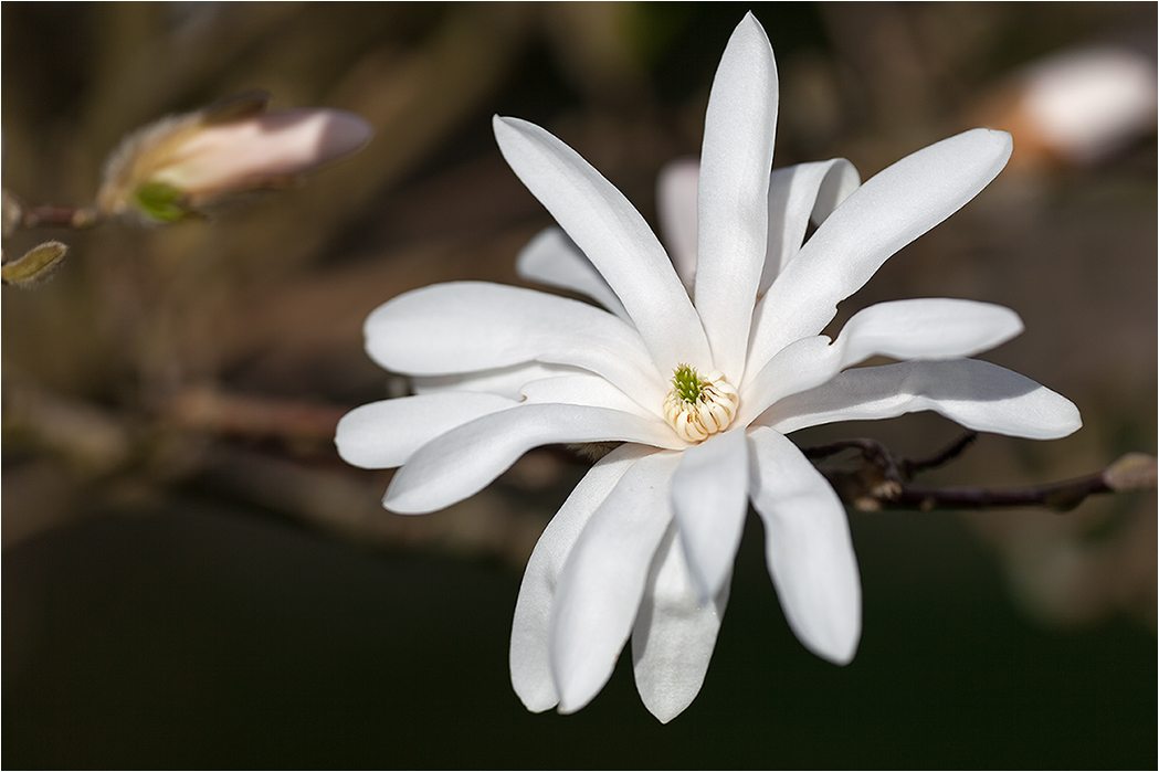 Die Stern-Magnolie …