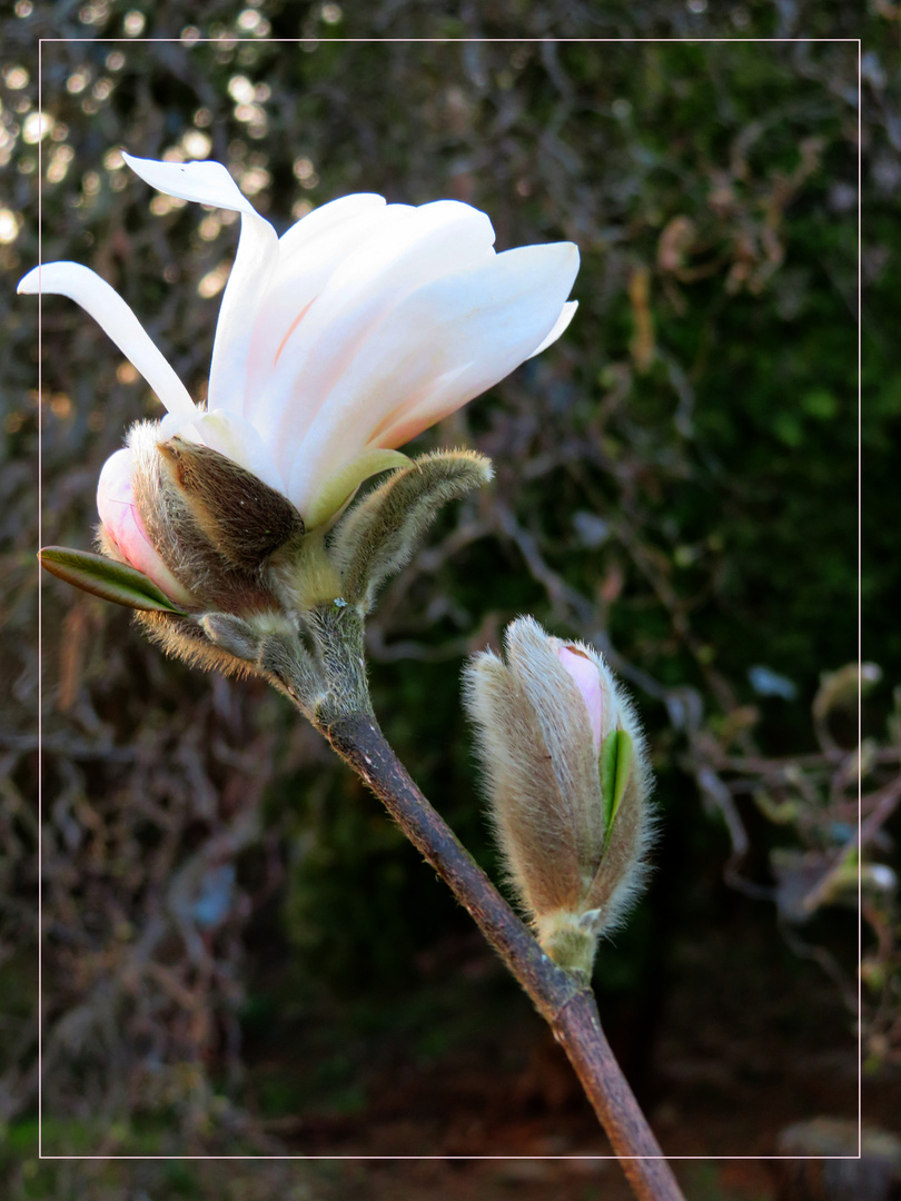 Die Stern - Magnolie blüht ...