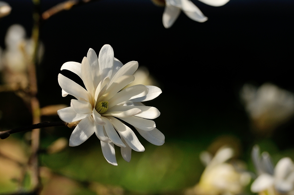 Die Stern-Magnolie (Magnolia stellata) ist eine Pflanzenart aus der Gattung...