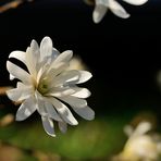 Die Stern-Magnolie (Magnolia stellata) ist eine Pflanzenart aus der Gattung...