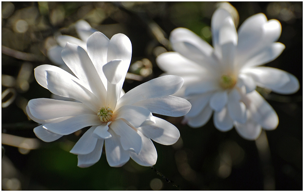 Die Sternmagnolie...