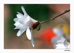 die Sternmagnolie aus den Botanischen Garten in Karlsruhe..... :-))