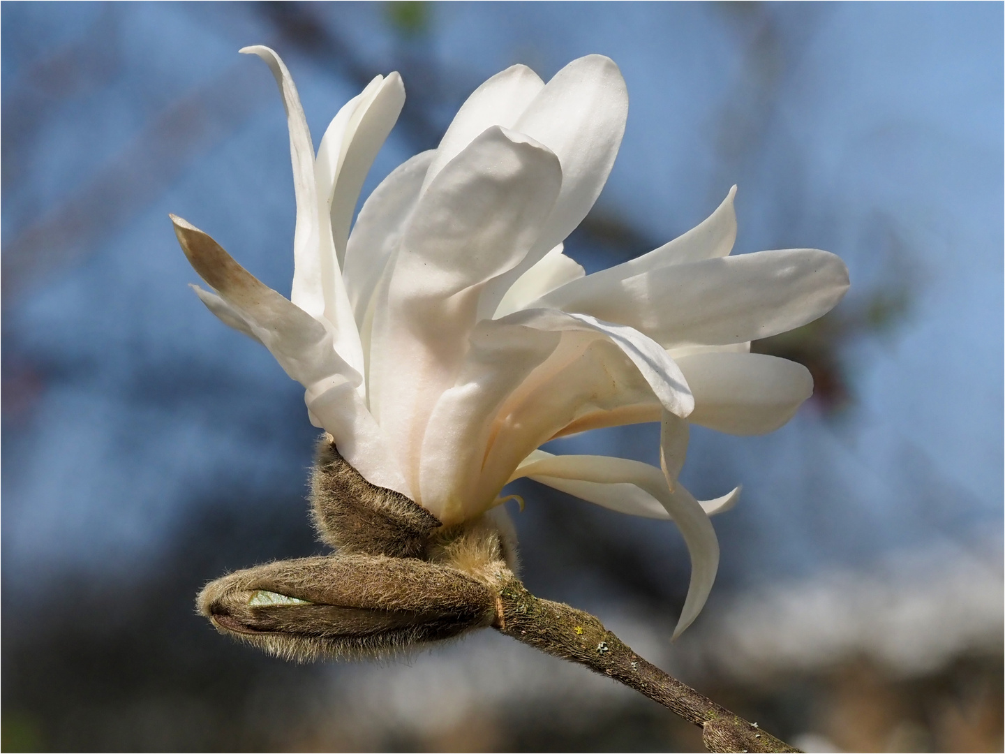 die Sternmagnolienblüte in voller Pracht  .....