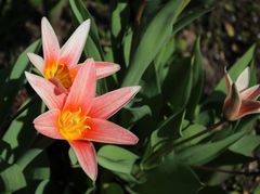 die Sterntulpen blühen und leuchten im Garten