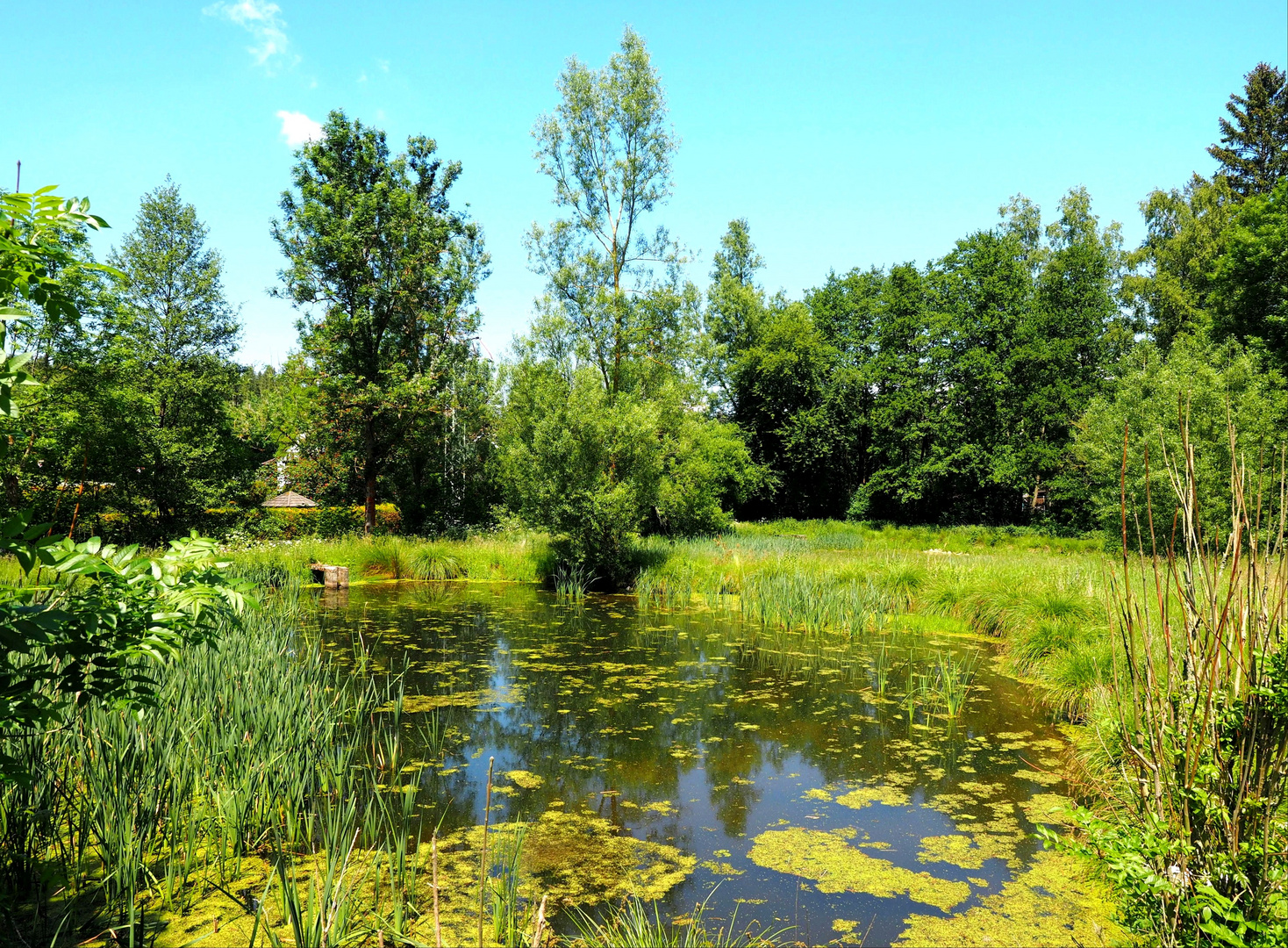 Die Stille am Teich