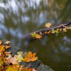 die Stille des Herbstes 2