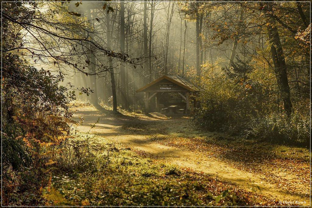 die Stille des Herbstes im Morgennebel