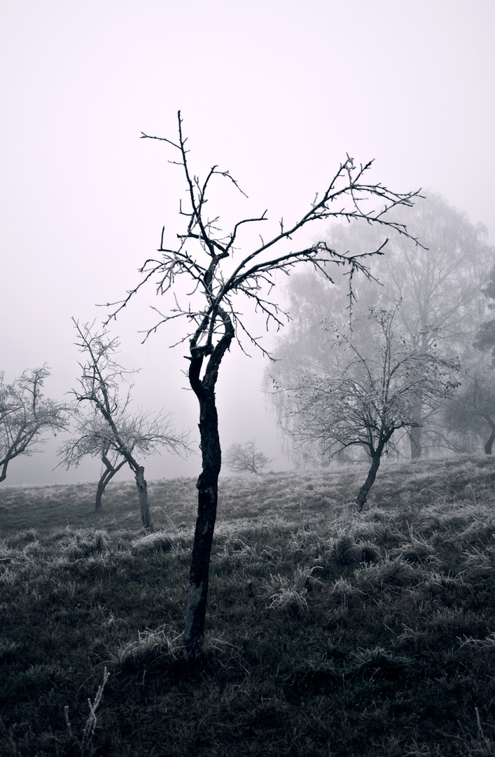 Die stille des nebels