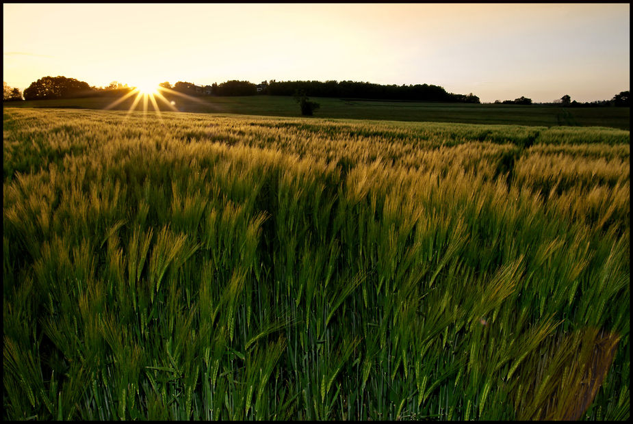 Die Stille im Feld