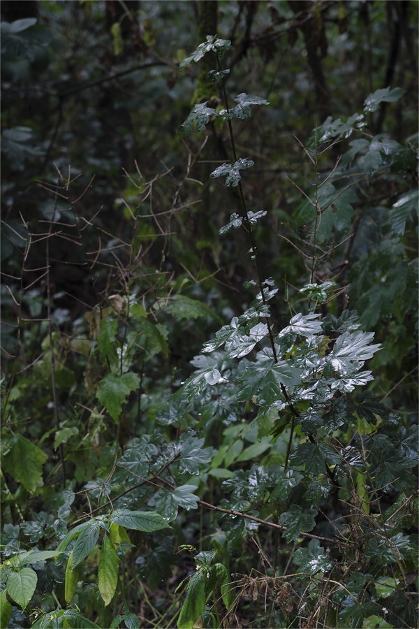 die Stille nach dem Regen