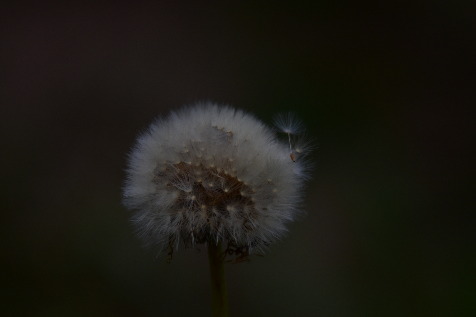 Die stille Pusteblume 