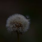 Die stille Pusteblume 