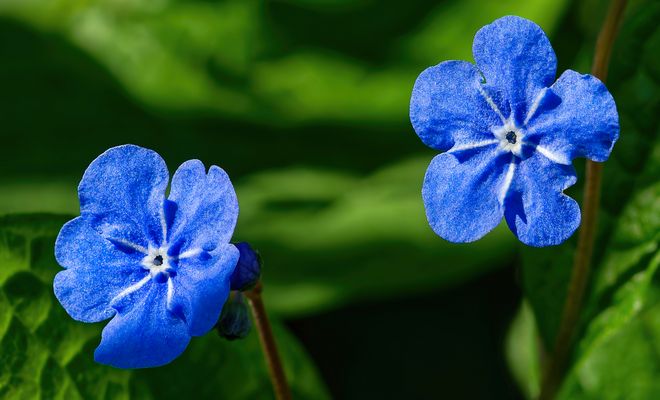 DIE STILLE SCHÖNHEIT OMPHALODES VERNA