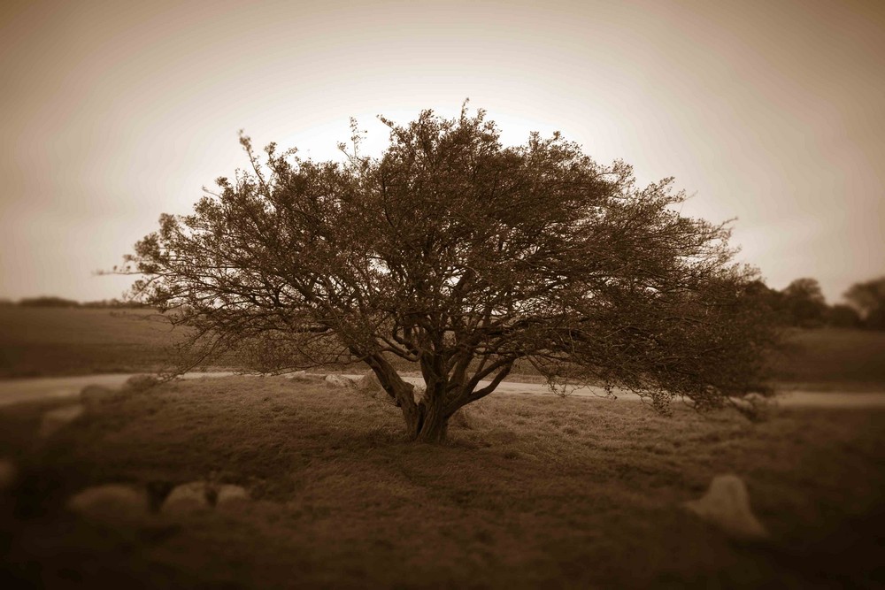 Die Stille und Ruhe eines Baumes im Herbst