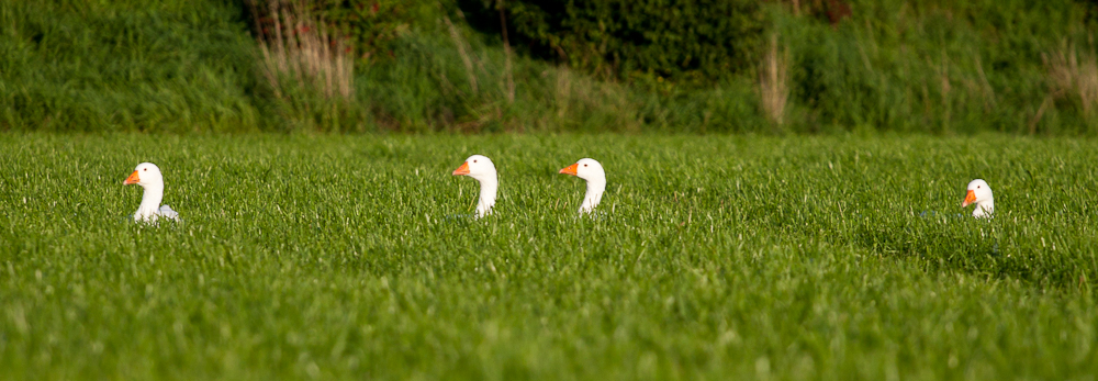 Die Stille vorm schnattern..