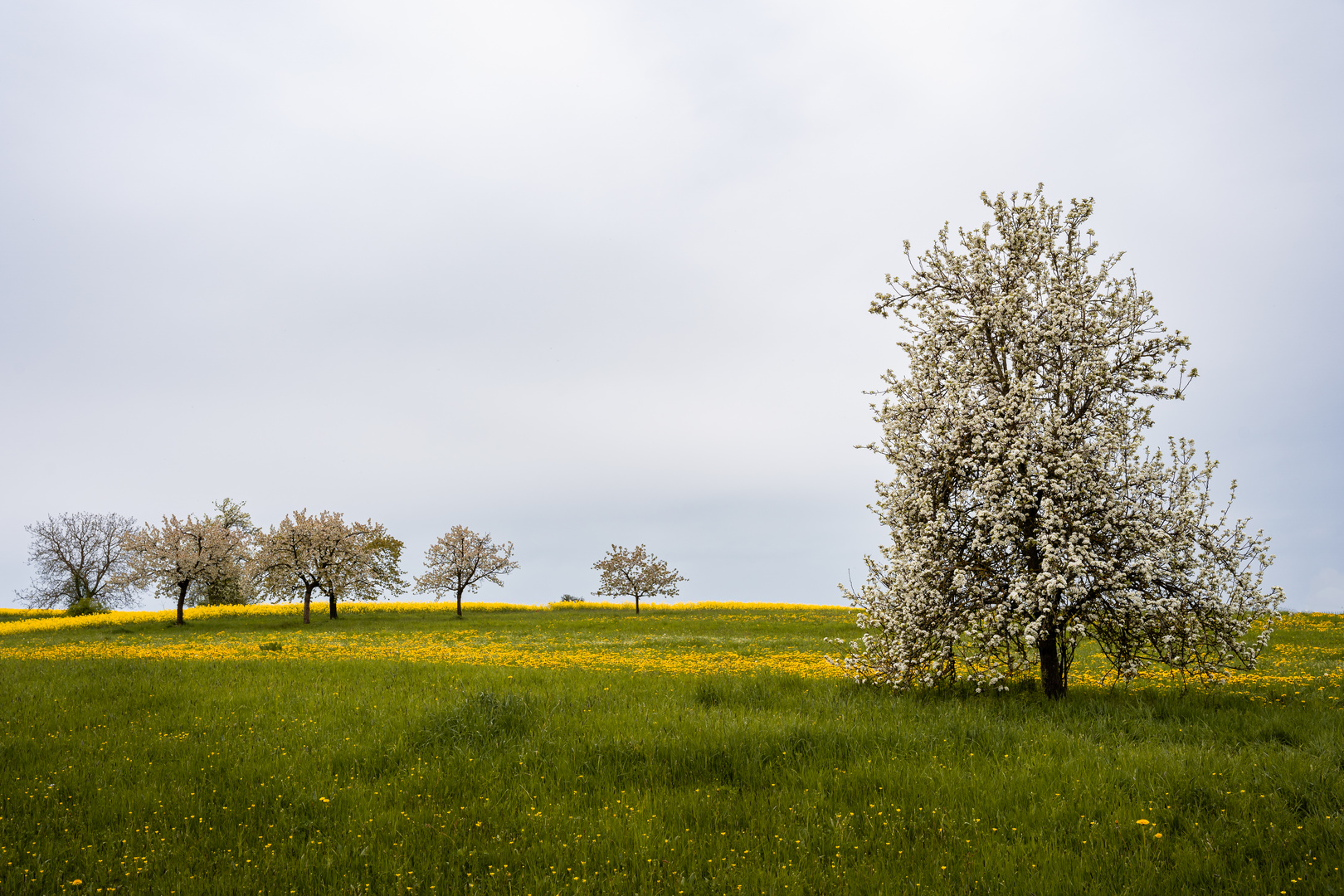 Die stille Wiese mit Baumgedanken