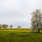 Die stille Wiese mit Baumgedanken