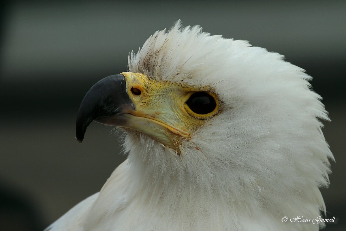 Die Stimme Afrikas, der Schreiseeadler