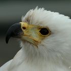 Die Stimme Afrikas, der Schreiseeadler