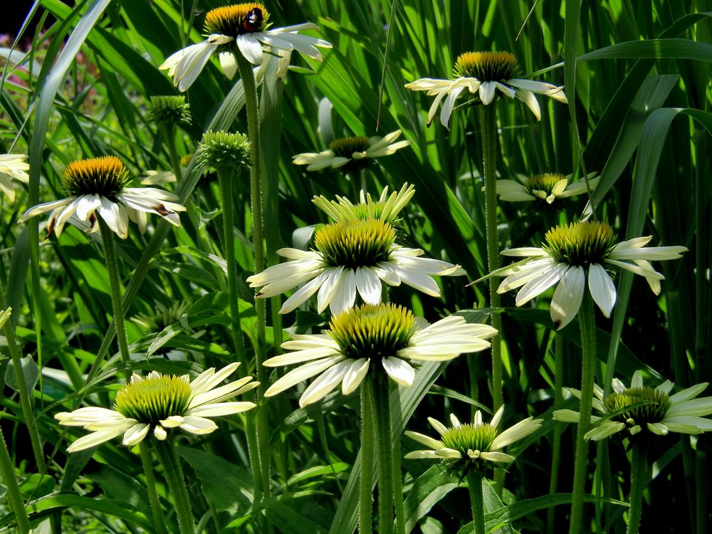 Die Stimmen der Natur