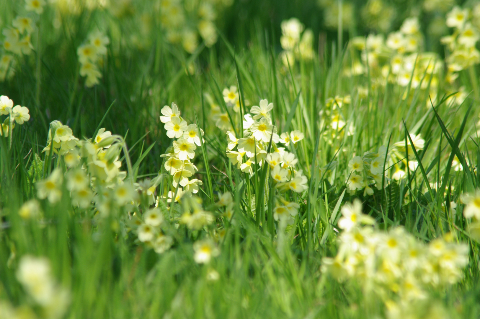 Die Stimmung des Frühlings.