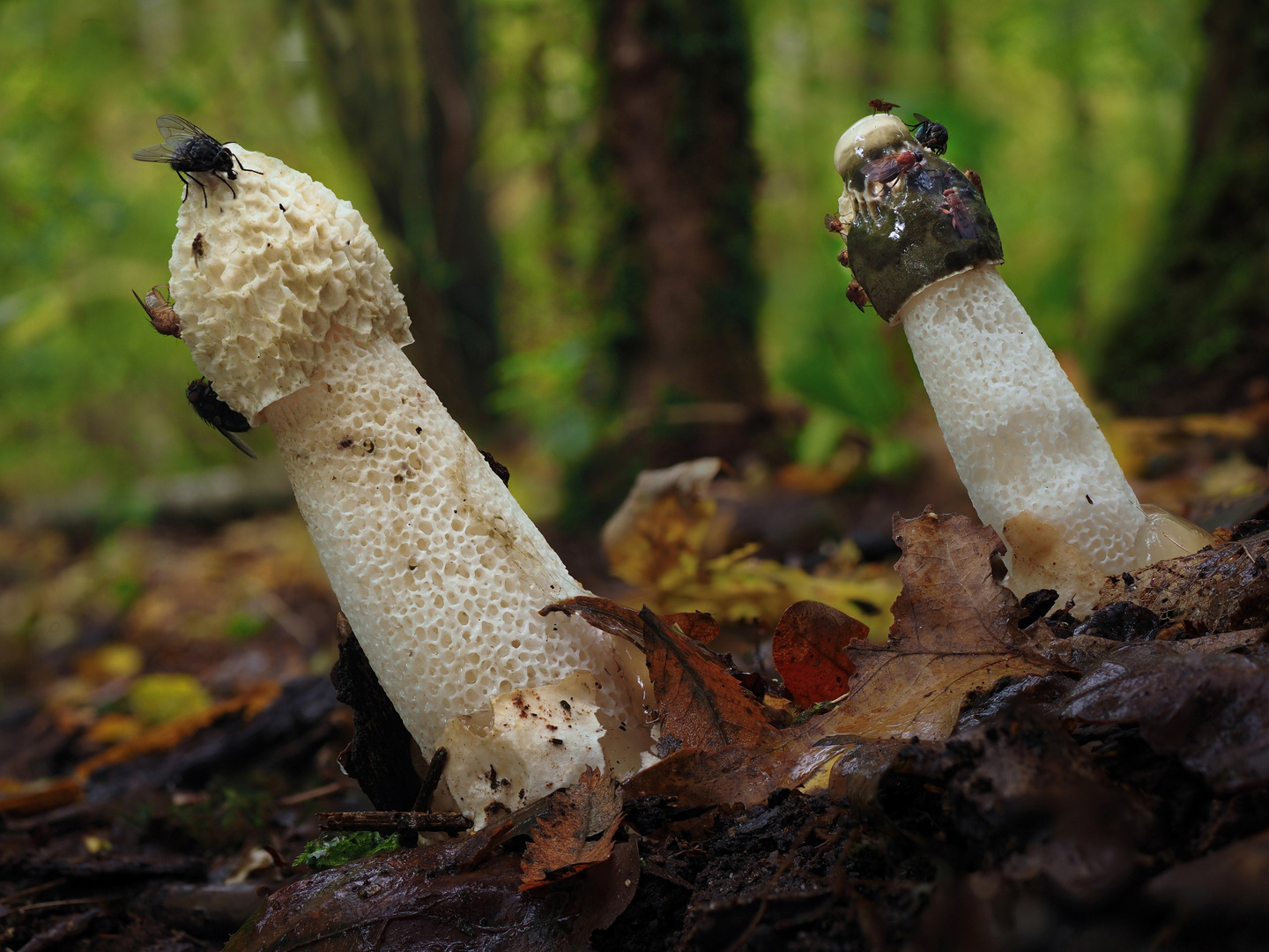 Die Stinkmorchel  Pilz des Jahres 2020 