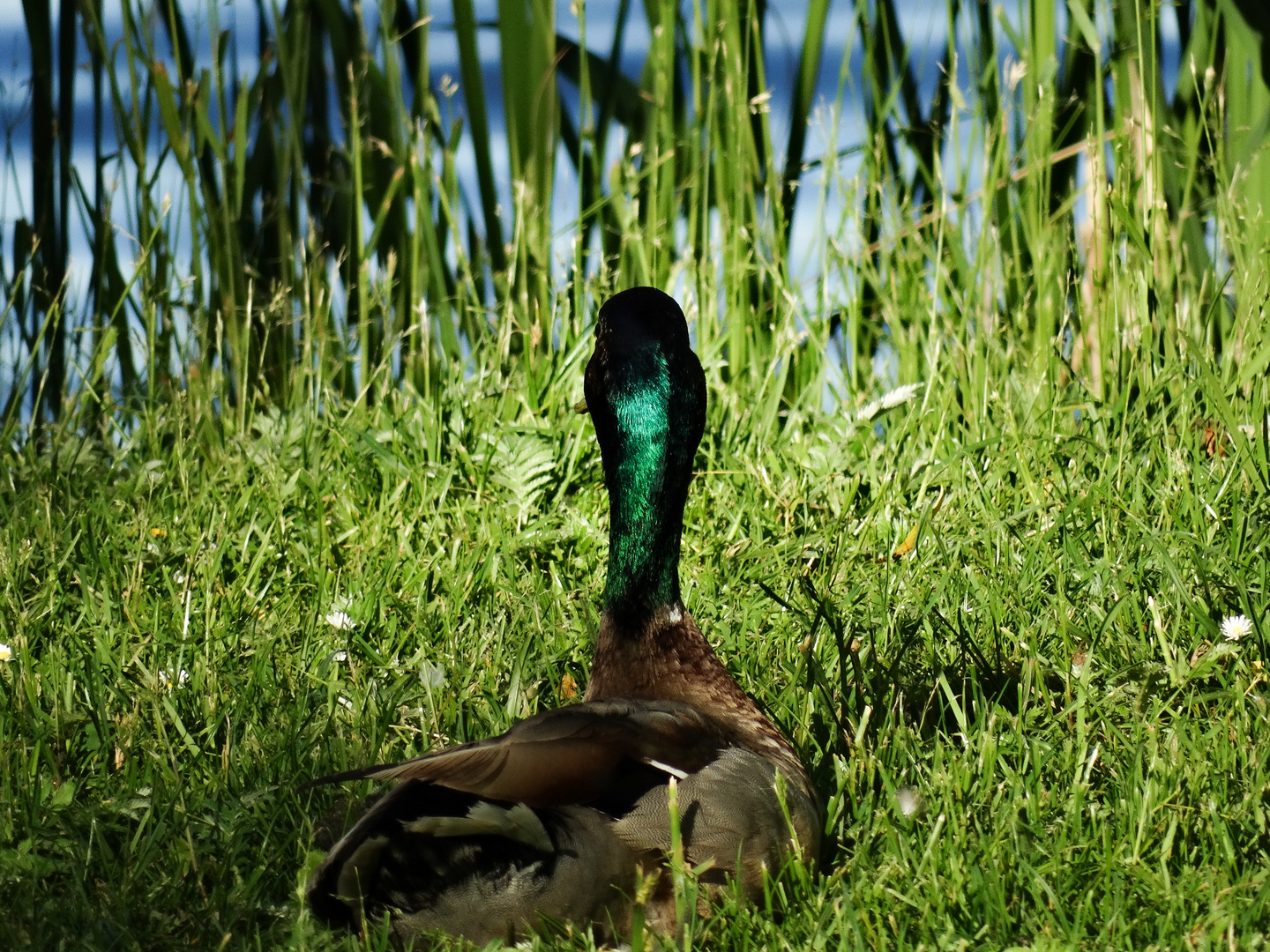 Die Stockente