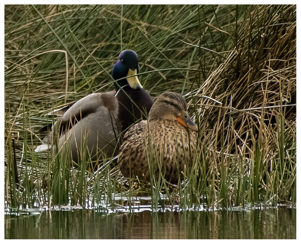 Die Stockente