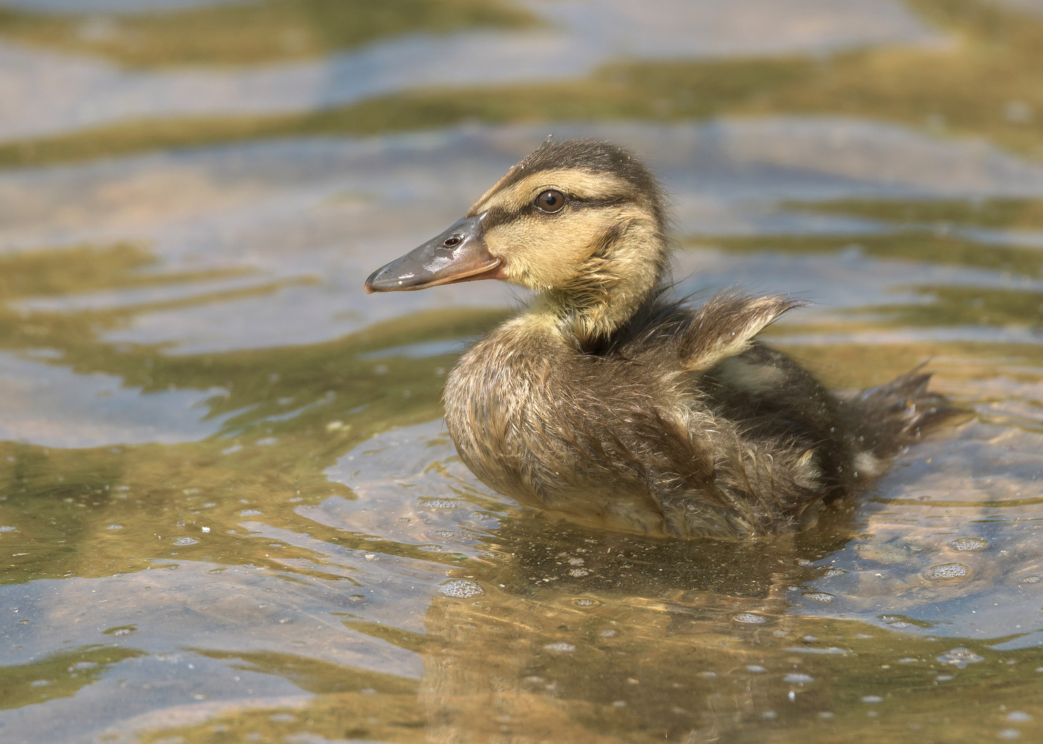 Die Stockente (Anas platyrhynchos) 