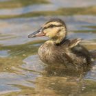 Die Stockente (Anas platyrhynchos) 