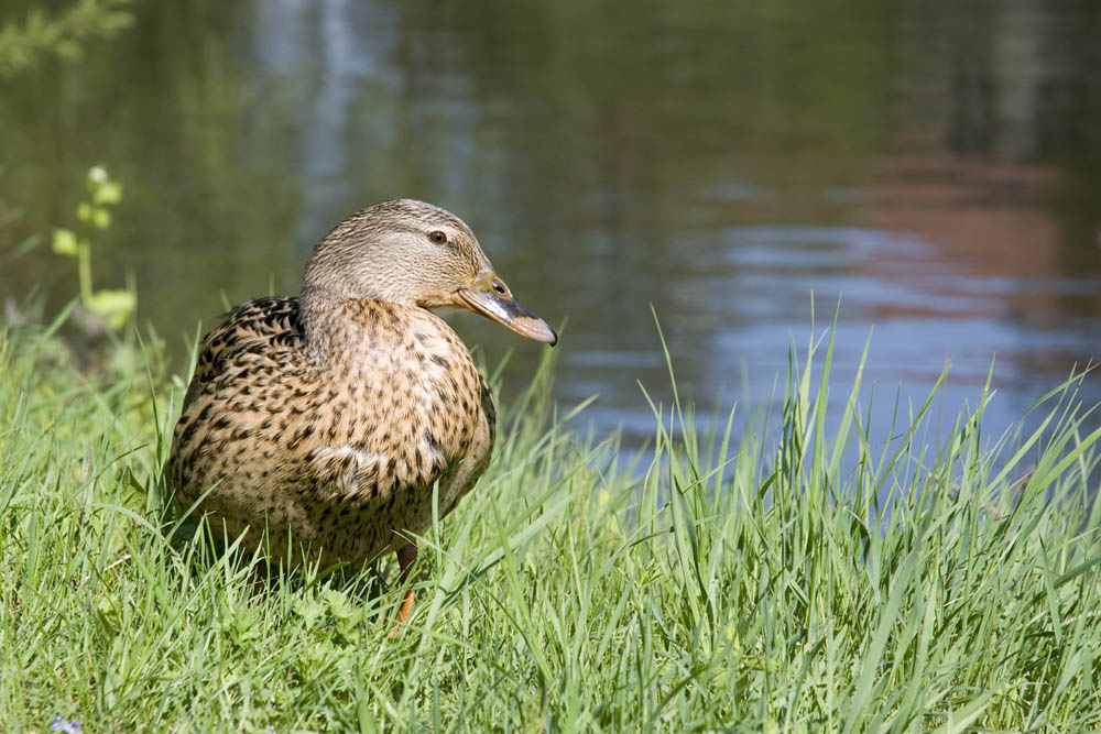 Die Stockente