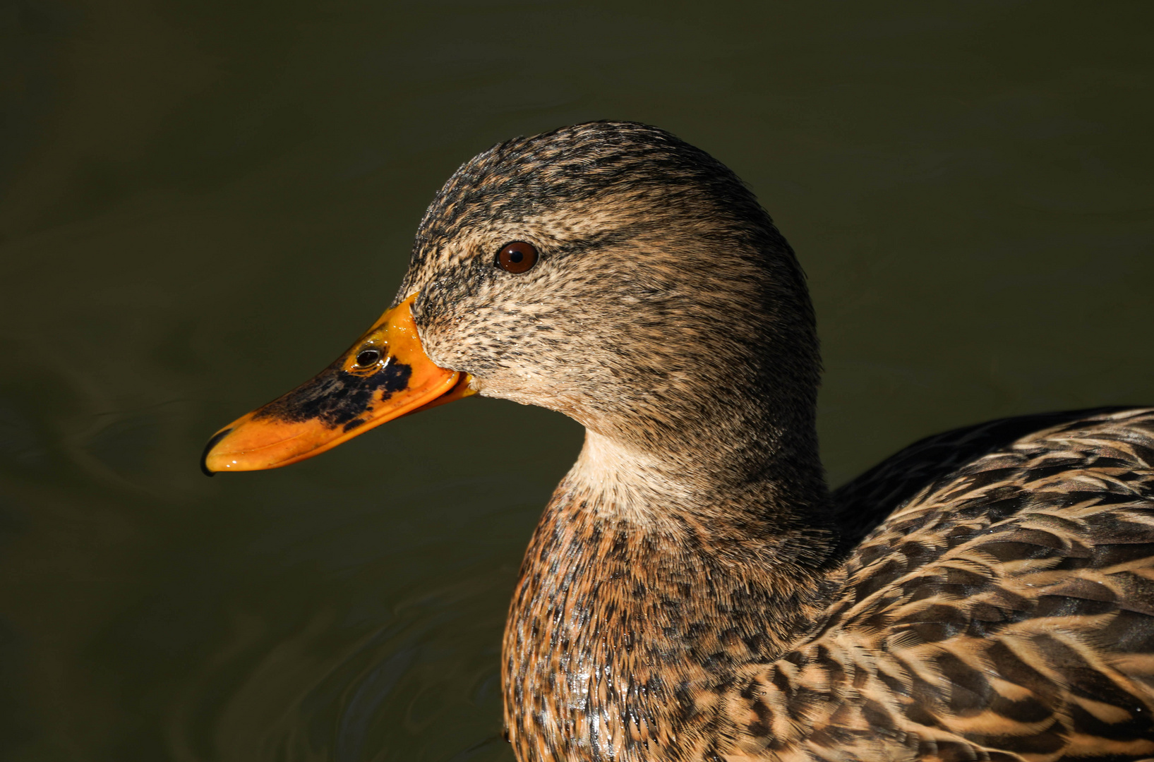 Die Stockente