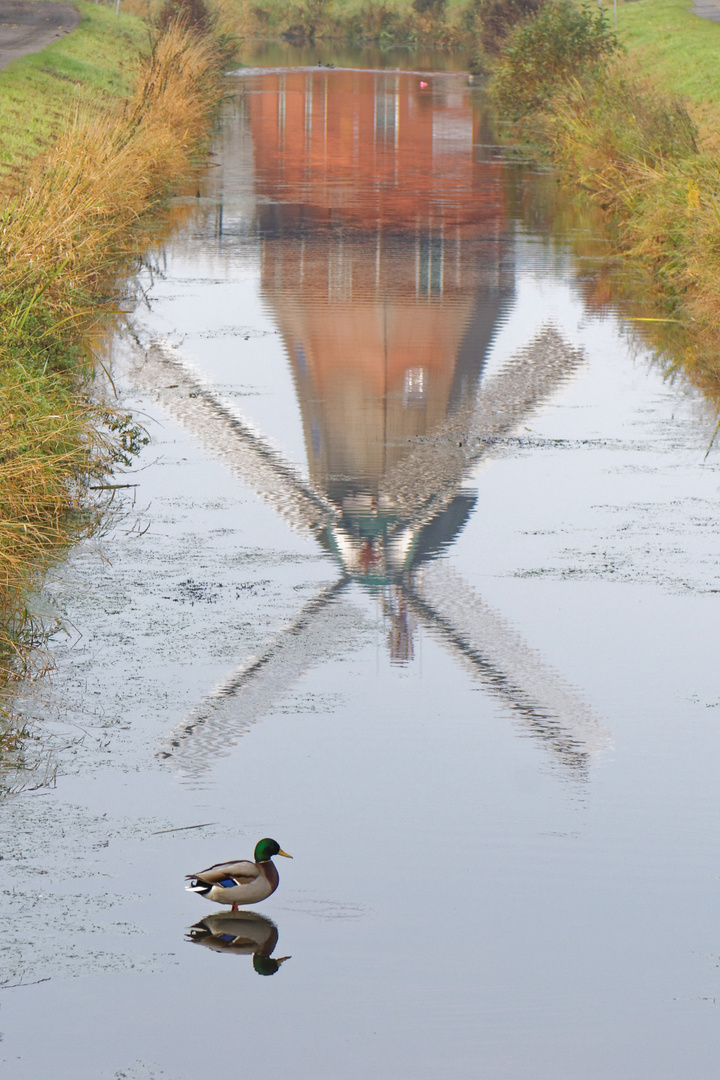 die Stockente....