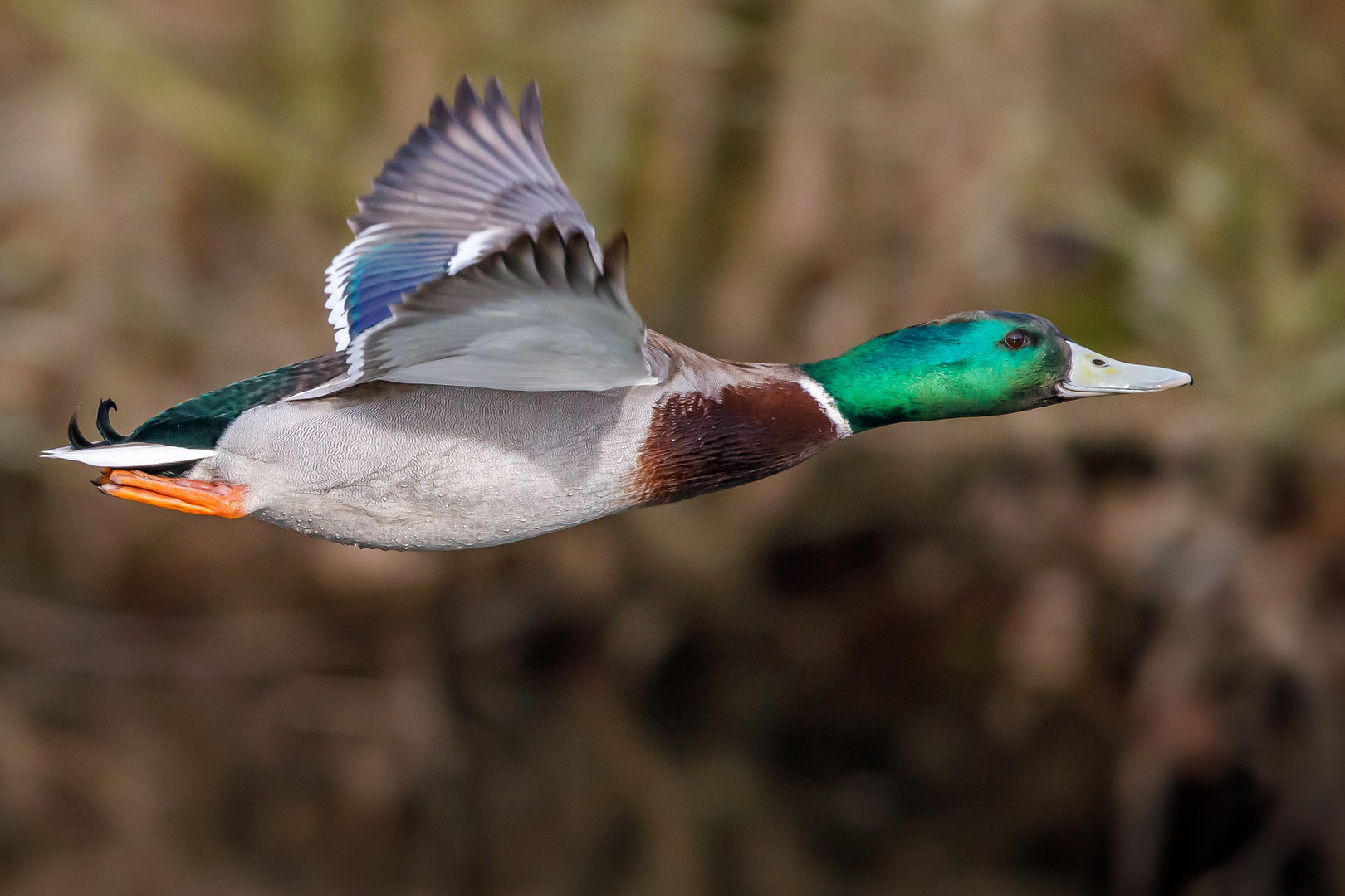 Die Stockente, ein schneller Flieger