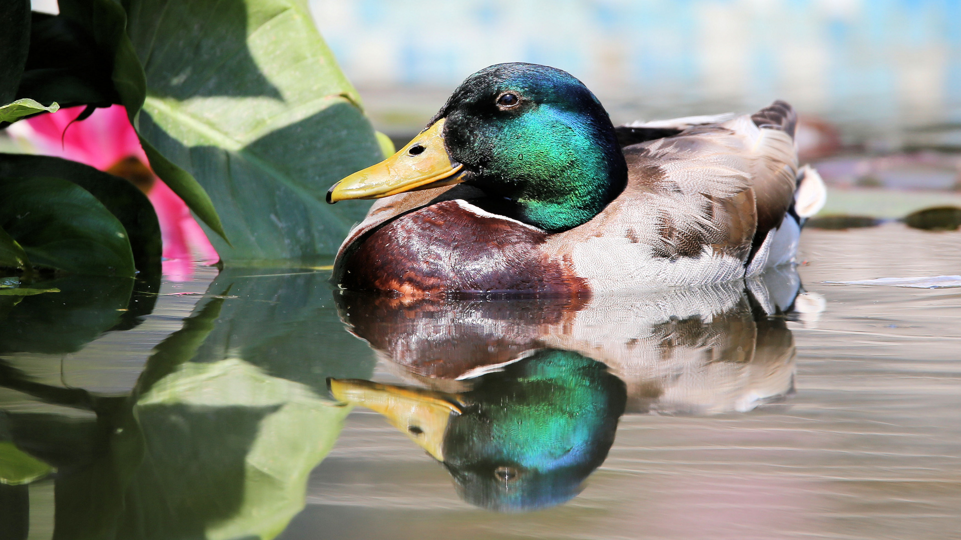 Die Stockente,...